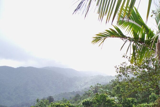 Rainforest Zipline, Luquillo Beach, and Natural Springs Day Trip - Who should book this tour (and who should think twice)