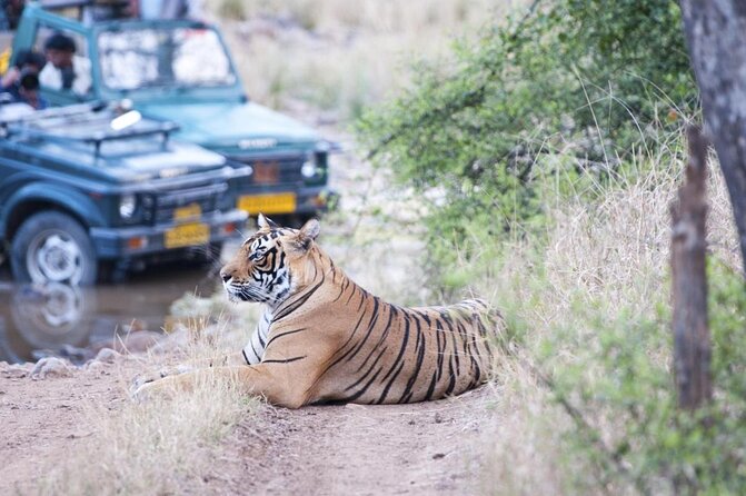 Ranthambore Tiger Safari Day trip from Jaipur - All Inclusive - Why This Ranthambore Day Trip Works From Jaipur