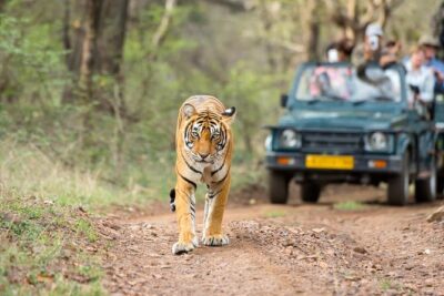 Ranthambore Tiger Safari Day trip from Jaipur - All Inclusive - Ranthambore Fort First: Not Just a Detour