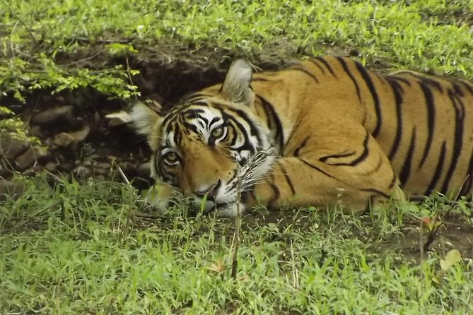 Ranthambore Tiger Safari Day trip from Jaipur - All Inclusive - Safari Timing and the Park-Zone System That Controls Everything