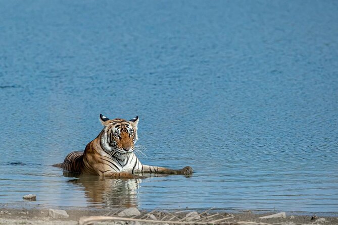 Ranthambore Tiger Safari from Jaipur – 1 or 2 Days - Ranthambore Tiger Safari From Jaipur: What This Day Trip Really Includes