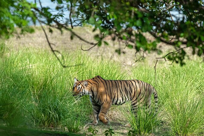 Ranthambore Tiger Safari from Jaipur – 1 or 2 Days - Who This Safari Suits Best (and Who Might Reconsider)