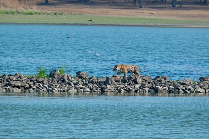 Ranthambore Tiger Safari from Jaipur – 1 or 2 Days - Canter vs Gypsy Safari: What Changes Once You’re Inside