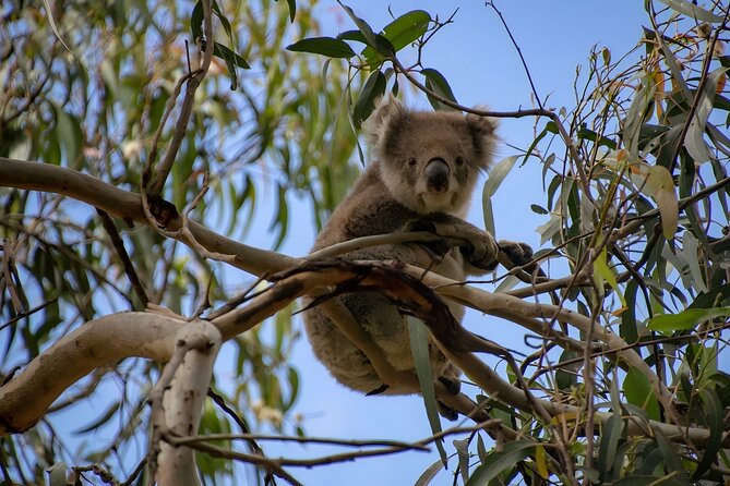 Reimagined Great Ocean Road 1-Day Tour from Melbourne - Apollo Bay Lunch Break, Plus Lorne and Wye River Pass-Through