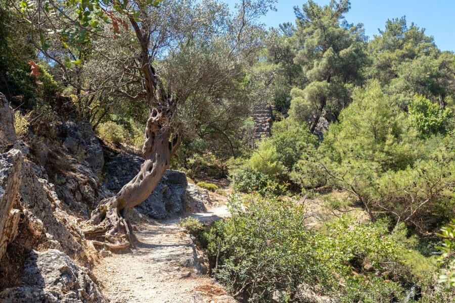 Rhodes: Butterfly Valley and Seven Springs Valley Day Trip - Seven Springs Valley: Pine Shade, the Tunnel, and the Café