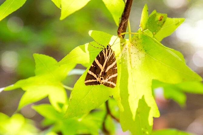 Rhodes: Butterfly Valley & Seven Springs Nature Day Trip - Group size and pacing: efficient without being frantic