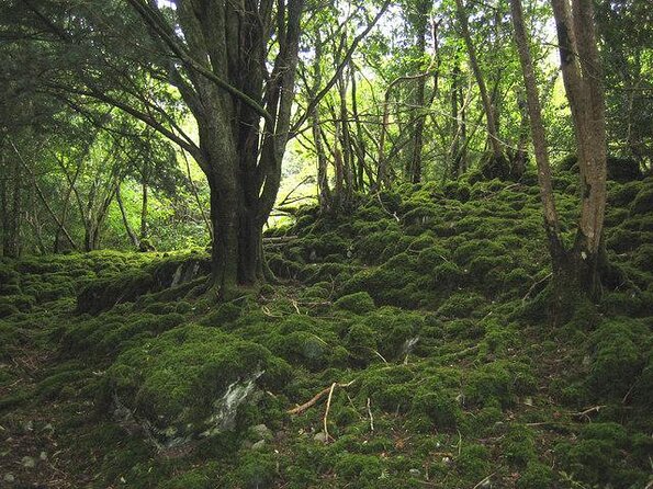 Ring of Kerry Day Tour from Cork: Including Killarney National Park - Key highlights at a glance