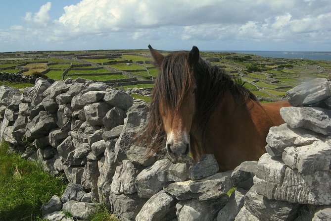 Ring of Kerry Day Tour from Cork: Including Killarney National Park - Killorglin to Waterville: goat-king lore and Skellig Rocks views