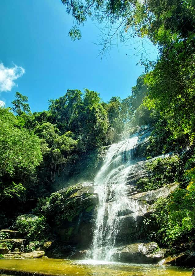 Rio de Janeiro: Tijuca Forest Challenge Hike Full-Day Trip - Pickup and timing: how the day starts in Rio’s South Zone
