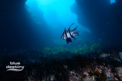 Rottnest Island Boat Dive Day Trip including Lunch - The underwater focus: Rottnest caverns, crevices, and swim-throughs
