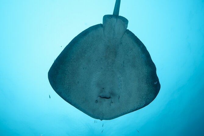 Rottnest Island Boat Dive Day Trip including Lunch - Your second underwater tank session: the payoff moment