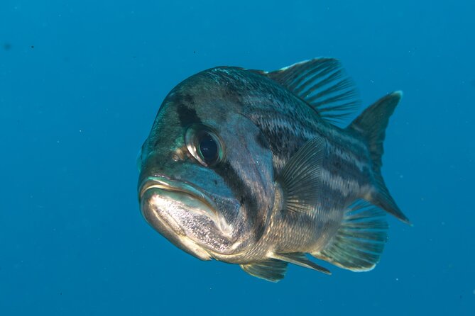Rottnest Island Boat Dive Day Trip including Lunch - Snorkeling for non-scuba hours: tender access and easy variety