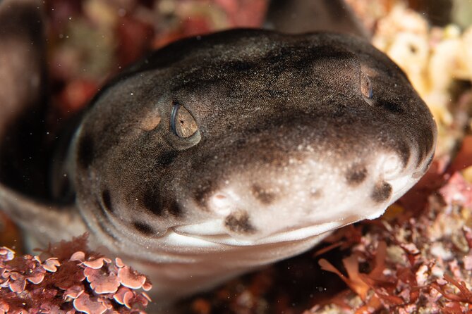 Rottnest Island Boat Dive Day Trip including Lunch - Rottnest Island stop or not: planning your expectations