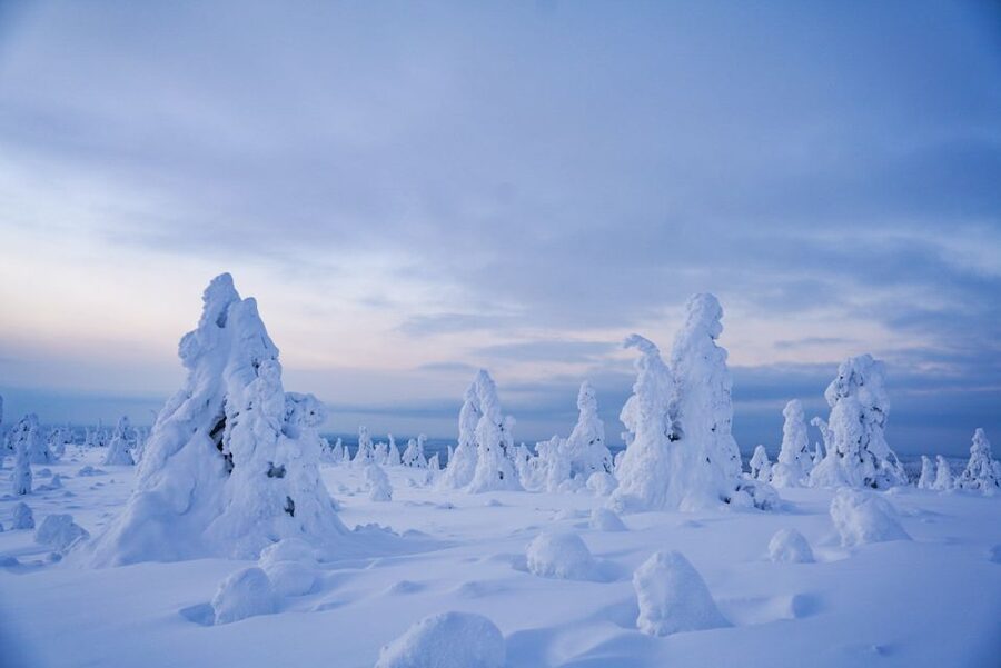 Rovaniemi: Riisitunturi National Park Day Trip with Lunch - Riisitunturi’s marshmallow trees: why this park is so famous