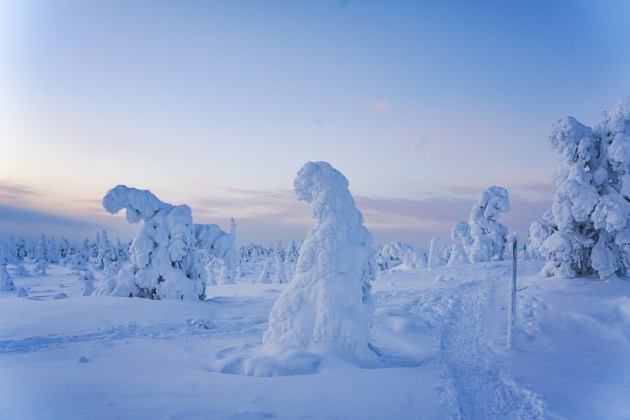 Rovaniemi: Riisitunturi National Park Day Trip with Lunch - Wildlife spotting and tree clues you’ll actually remember