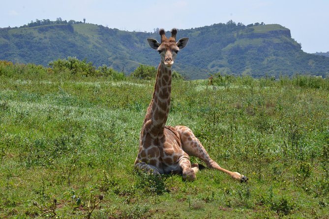 Safari & PheZulu Village Day Tour from Durban - Getting Out of Durban Fast: 7:30 Pickup and a Tight, Useful Route