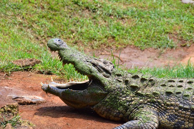 Safari & PheZulu Village Day Tour from Durban - Guides Make the Day: Names You’ll Hear and What They Tend to Do Well
