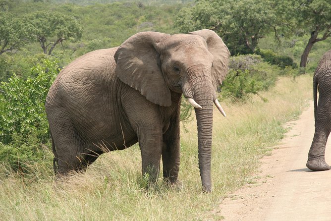 Safari & PheZulu Village Day Tour from Durban - Price and Value: What You Get for About $201