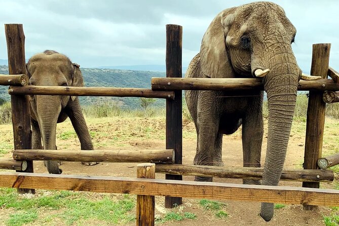 Safari & PheZulu Village Day Tour from Durban - Tala Private Game Reserve: Why a Private Reserve Fits a One-Day Plan