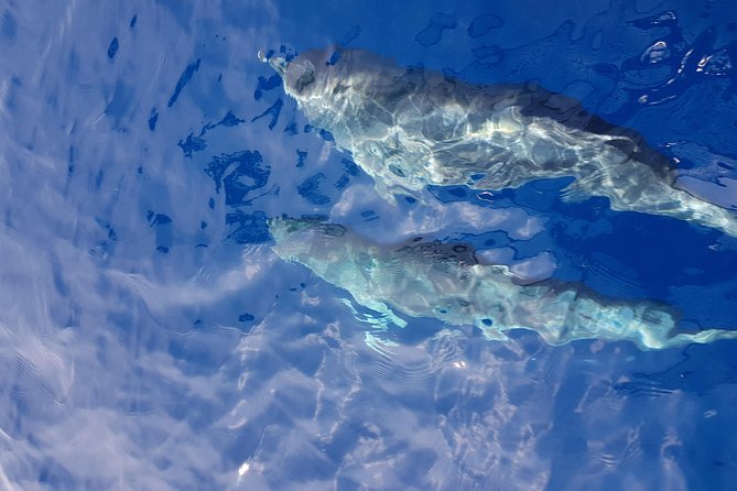 Sailing day trip on Tall Ship Andrea Jensen with Lunch and Wine - Key Highlights You Should Care About