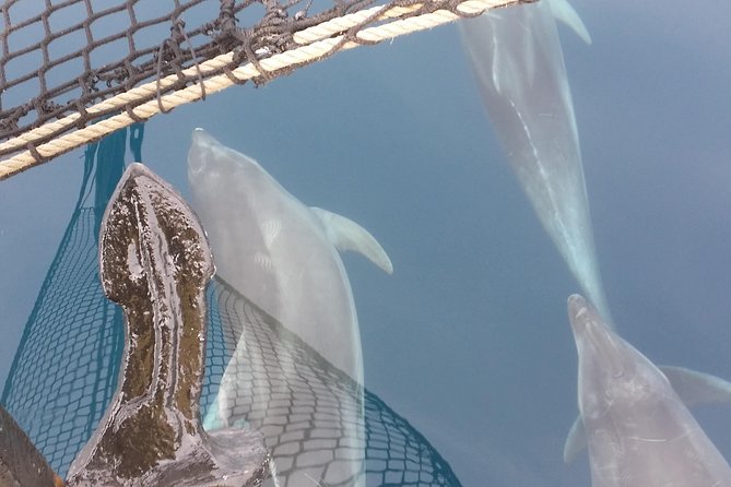 Sailing day trip on Tall Ship Andrea Jensen with Lunch and Wine - Coral Riviera Cruise: A Coastline You Can Actually Appreciate