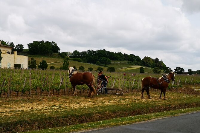 Saint Emilion Half-Day Trip with Wine Tasting & Winery Visit from Bordeaux - Getting there: minivan comfort and the reality of time