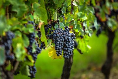Saint Emilion Half-Day Trip with Wine Tasting & Winery Visit from Bordeaux - The château stop: red wine tasting in a grand cru setting