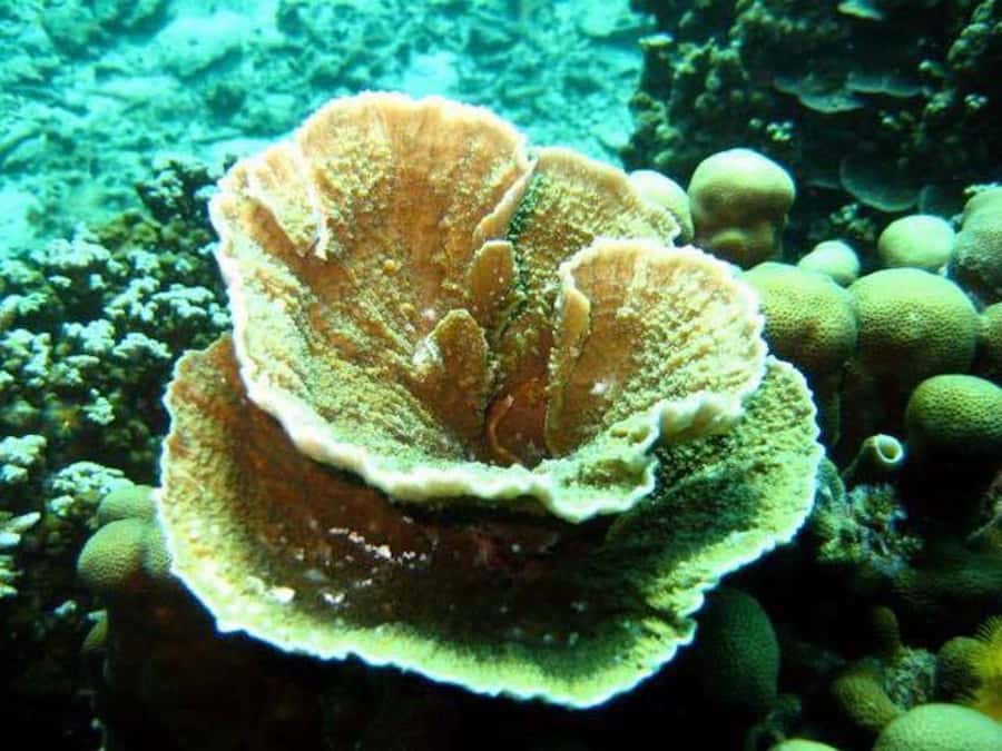 Samui: Angthong National Marine Park Day Trip by Speedboat - Price and value: $73 plus the national park fee