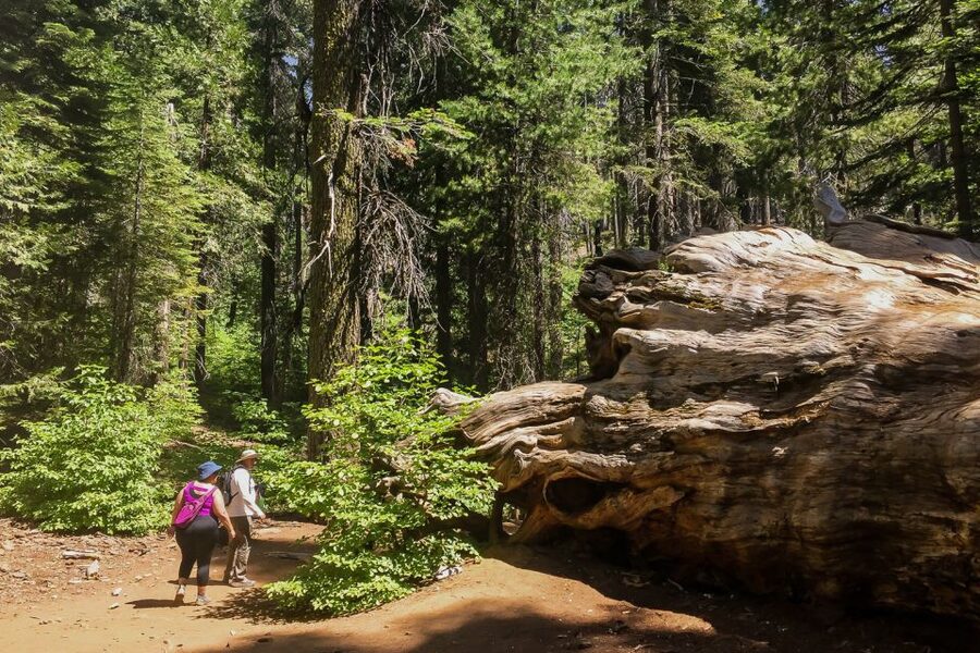 San Francisco: Day Trip to Yosemite with Giant Sequoias Hike - Pickup Times From San Francisco and Dublin BART (and Why It Matters)