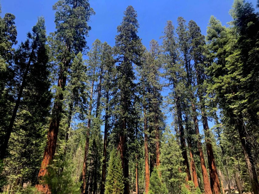 San Francisco: Day Trip to Yosemite with Giant Sequoias Hike - Tunnel View: Why This Overlook Earns Its Reputation