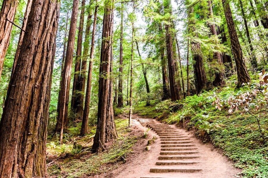 San Francisco: Muir Woods and Sausalito Half-Day Trip - Who this trip is best for (and who may want a different plan)