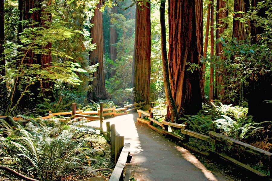 San Francisco: Muir Woods and Sausalito Half-Day Trip - Sausalito free time: 45 minutes to shop, wander, and look back at the water