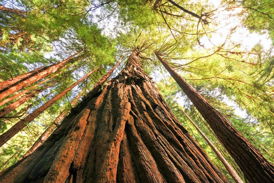 San Francisco: Muir Woods and Sausalito Half-Day Trip - The mini-bus and timing: how the 5 hours are packed (without feeling chaotic)