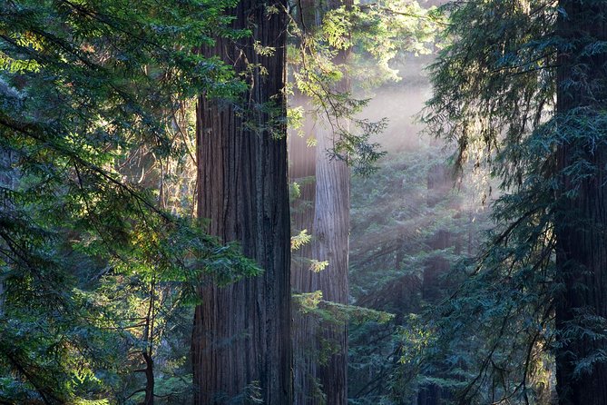San Francisco Super Saver: Grand City Tour plus Muir Woods & Sausalito Day Trip - Neighborhood highlights: Castro to Chinatown to North Beach