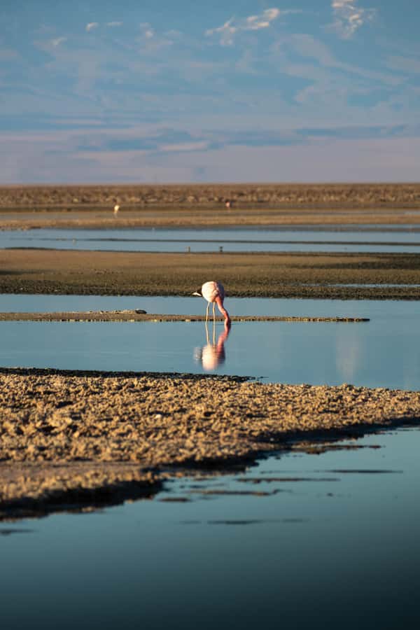 San Pedro de Atacama: Red Rocks & Altiplano Lagoons Day Trip - Key highlights that make this day trip worth it