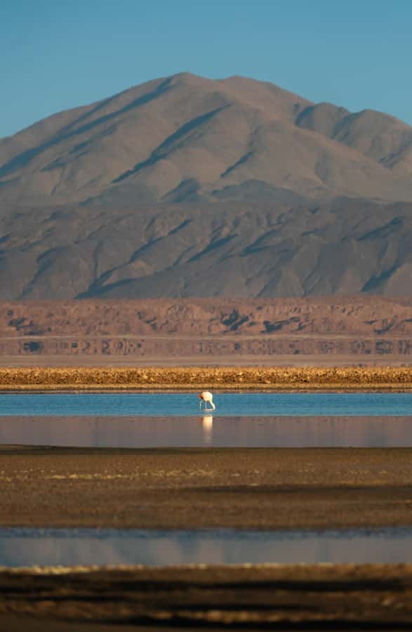 San Pedro de Atacama: Red Rocks & Altiplano Lagoons Day Trip - From San Pedro to Capricorn: the early start that pays off