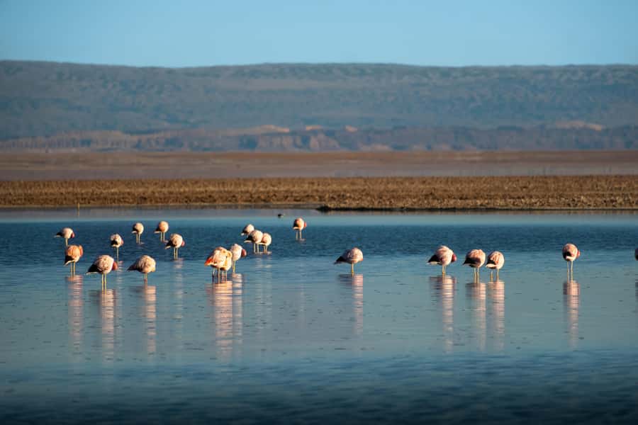 San Pedro de Atacama: Red Rocks & Altiplano Lagoons Day Trip - Piedras Rojas (Red Rocks): the 1h15 walk near 3,800m