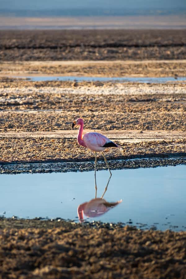 San Pedro de Atacama: Red Rocks & Altiplano Lagoons Day Trip - Altiplano lagoons: Miscanti and Miñiques above 3,000m
