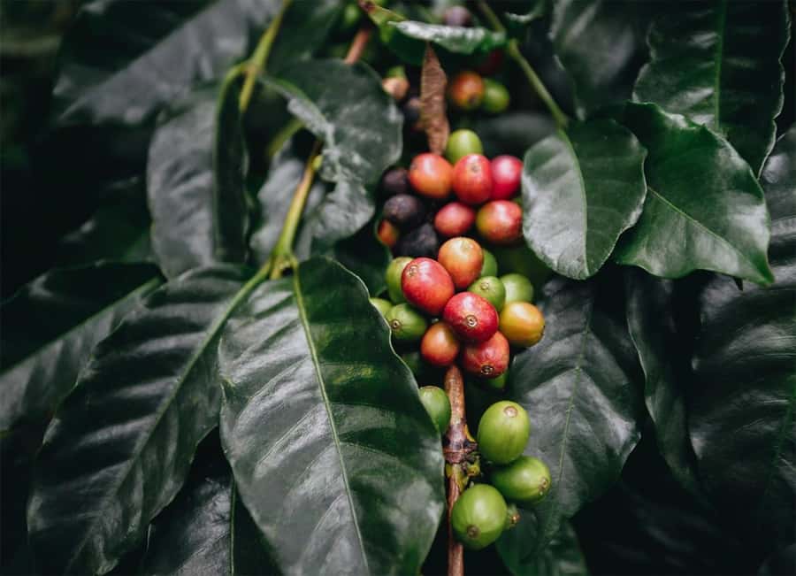 Santa Marta: Minca Coffee, Cocoa, & Waterfall Full-Day Trip - Minca River Pools: The Swim Break You’ll Actually Remember