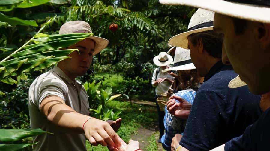 Santa Marta: Minca Coffee, Cocoa, & Waterfall Full-Day Trip - Coffee Plantation Stop: Learn What Happens Before Your Cup