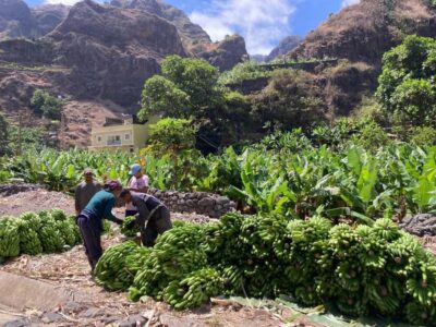 Santo Antão Highlights: Day Trip by Car with Ferry from SV - Porto Novo Meet-Up and the Real Rhythm of the Island Day