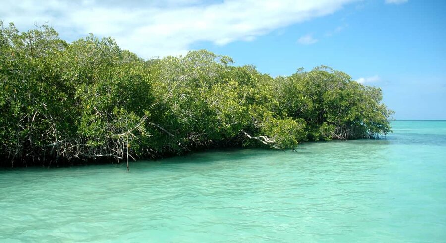 Saona Island: Small Group Virgin Beaches Cruise Day Trip - Natural Pool: starfish spotting and the art of not rushing