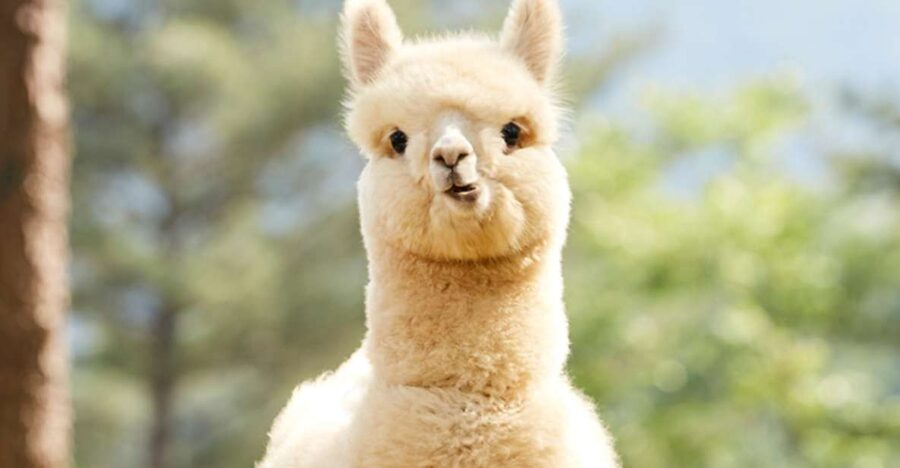 Seoul: Gangwon-do Day Trip with Alpaca World & Nami Island - Key things to know before you go