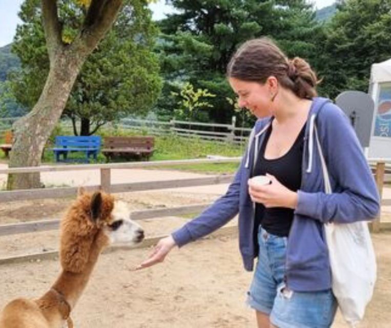 Seoul: Gangwon-do Day Trip with Alpaca World & Nami Island - Who this tour suits best (and who should reconsider)