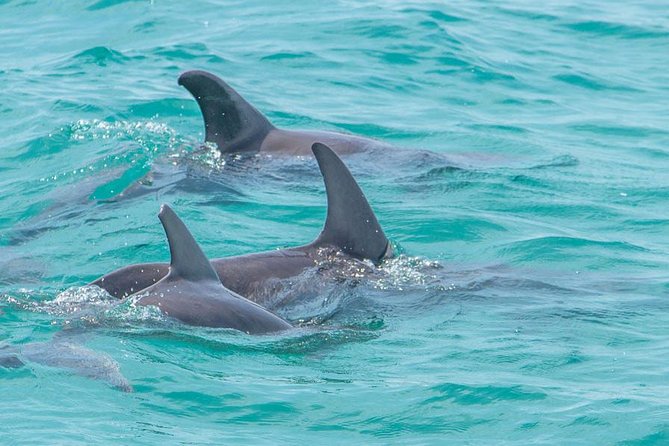Sian Ka'an Adventure Full Day Trip to Punta Allen - Price and value: what $254 buys you