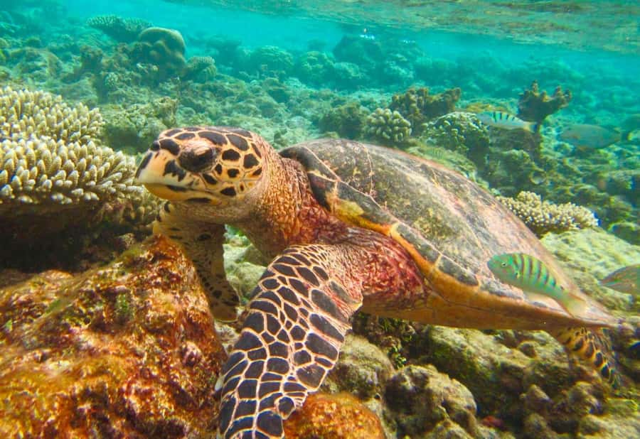 Similan Islands Early-Bird Tour From Phuket and Khao Lak! - Speedboat reality check: fast, fun, and sometimes bumpy