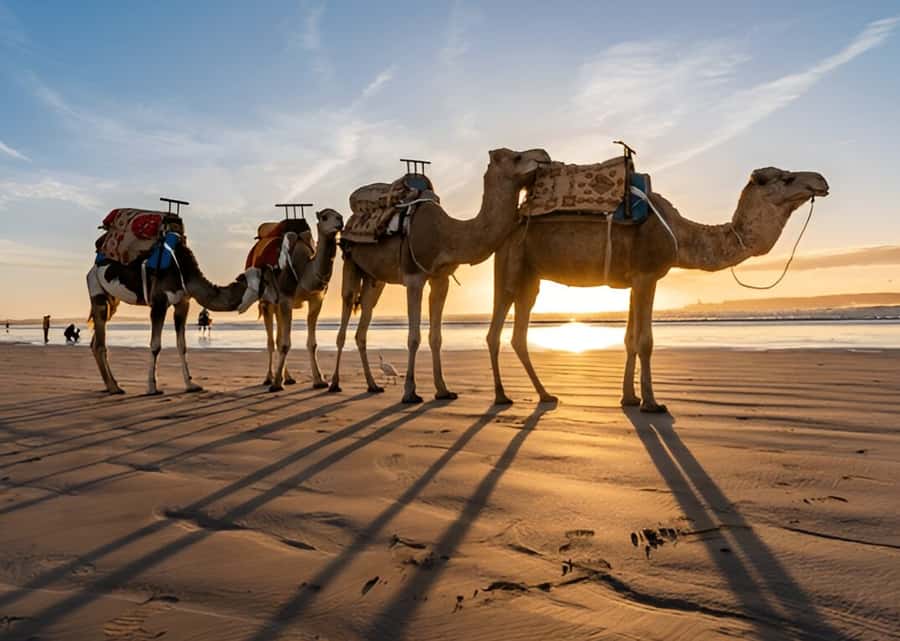 Small-Group Day Trip from Marrakech to Essaouira Mogador - Women’s Argan Oil Cooperative: More Than a Souvenir Stop