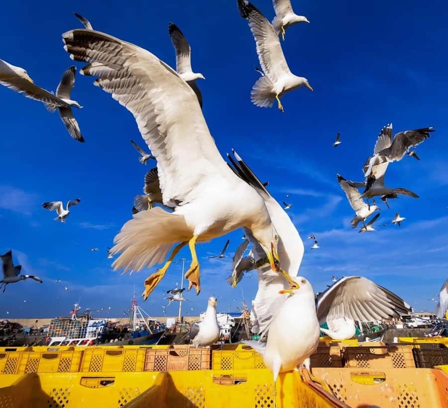 Small-Group Day Trip from Marrakech to Essaouira Mogador - Artisan Workshops, Weavers, and Jewelers: Shop With Confidence