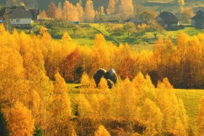 Small-Group Day Trip in Romanian Authentic Mountain Villages from Brasov - Piatra Craiului National Park: Pine Forests, Sheep Meadows, and Big Views