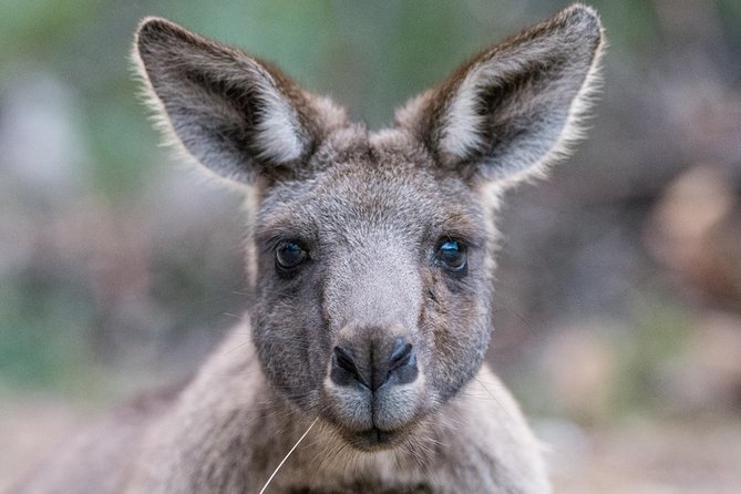 Small-Group Grampians Great Wildlife Escape Day Trip with Hiking - Key highlights worth your time